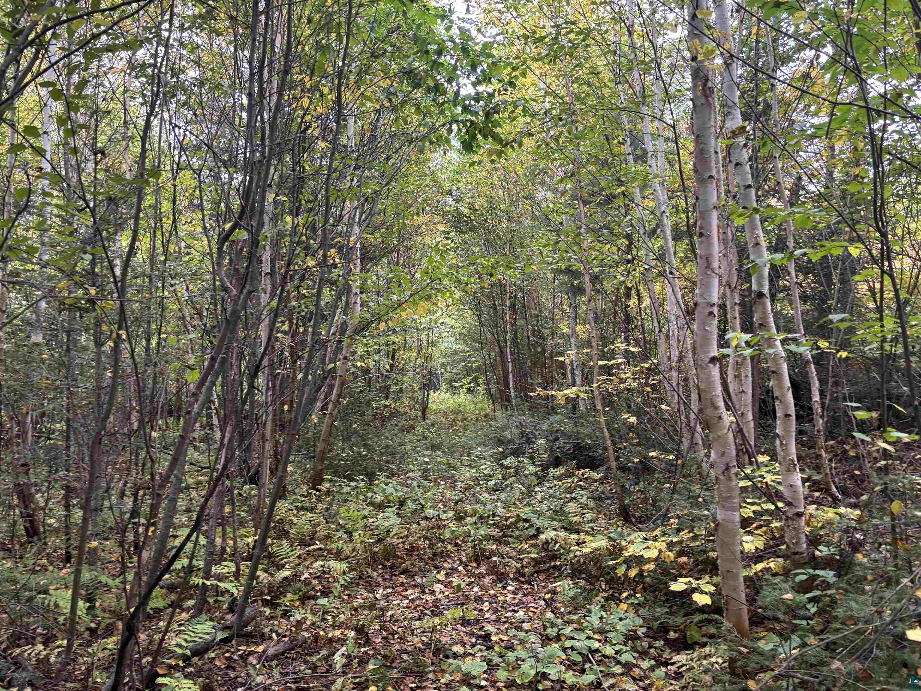 xxx Stony River Forest Rd, Isabella, MN 55607 Listing Photo  11