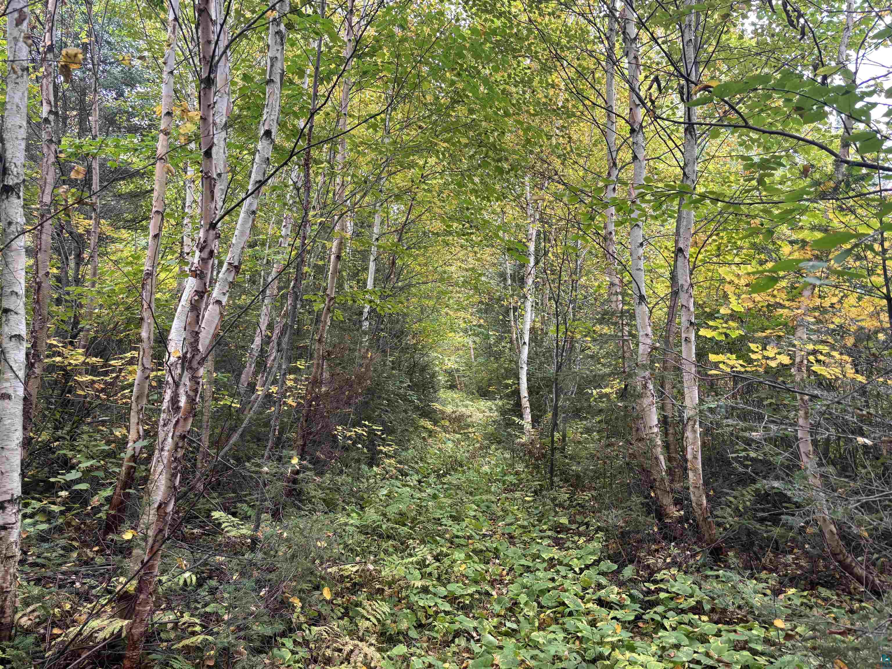 xxx Stony River Forest Rd, Isabella, MN 55607 Listing Photo  12