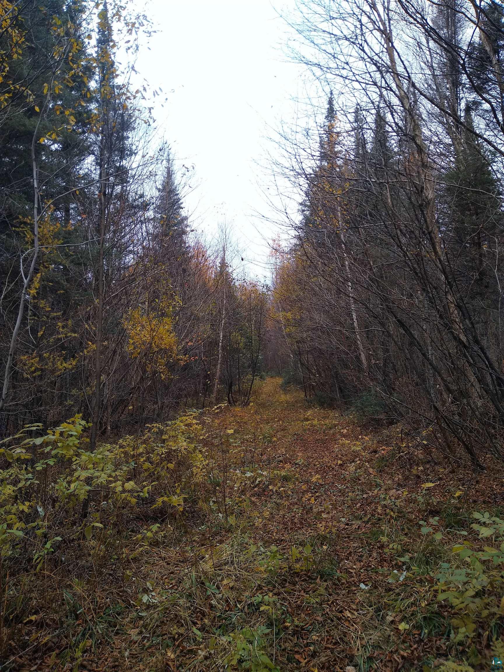 xxx Stony River Forest Rd, Isabella, MN 55607 Listing Photo  13