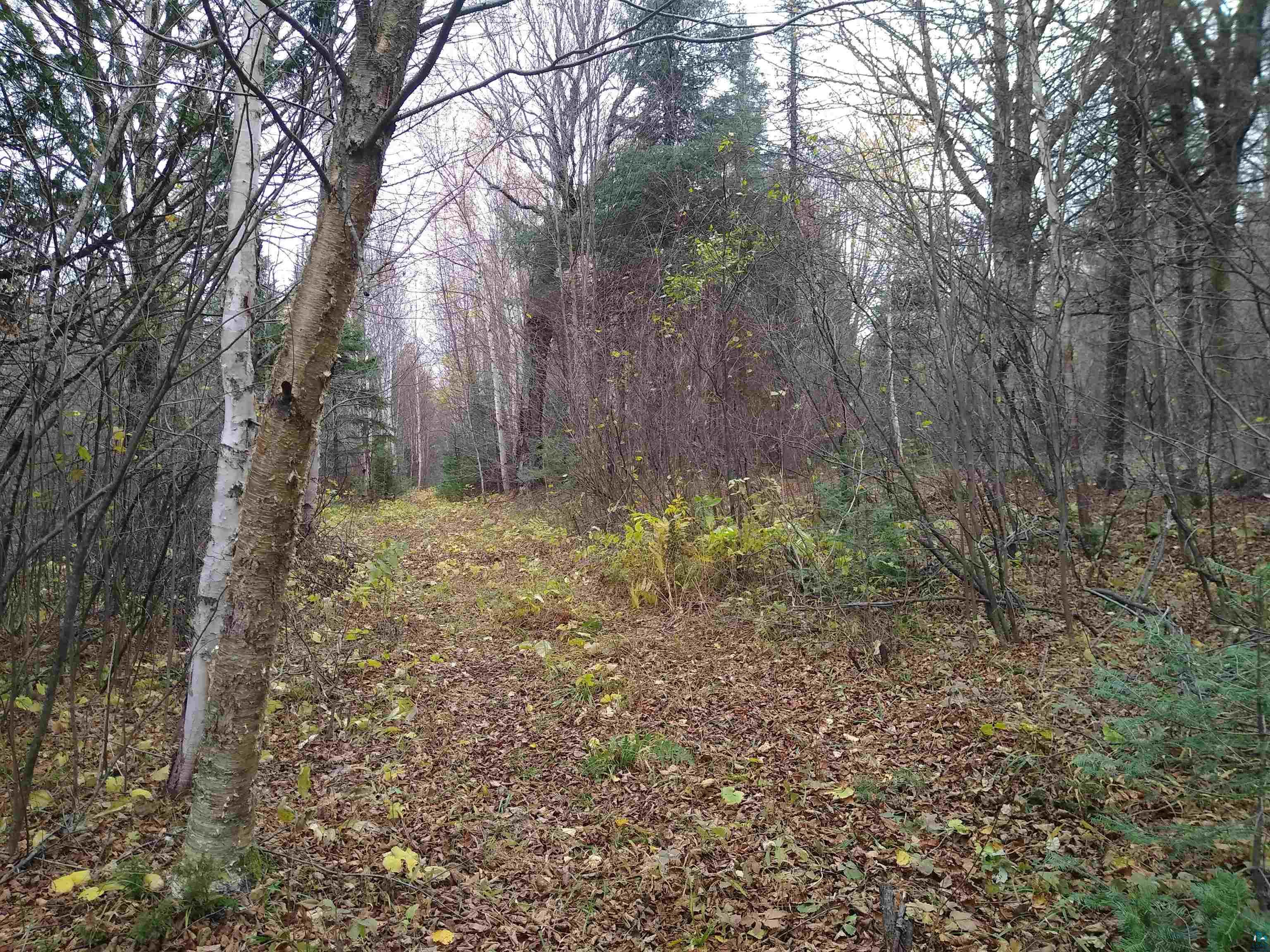 xxx Stony River Forest Rd, Isabella, MN 55607 Listing Photo  15