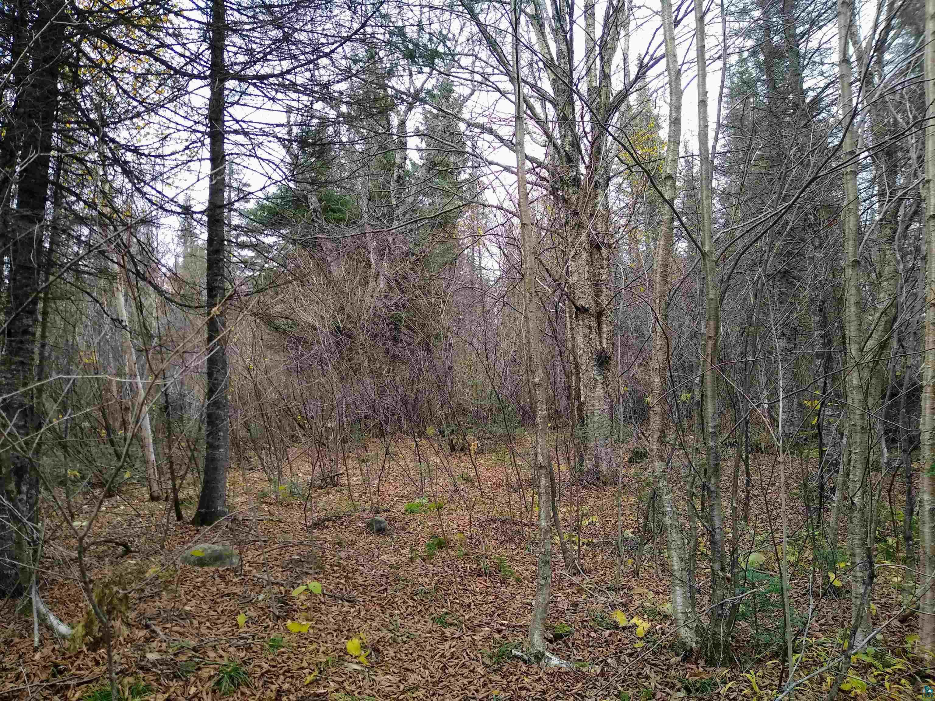 xxx Stony River Forest Rd, Isabella, MN 55607 Listing Photo  16