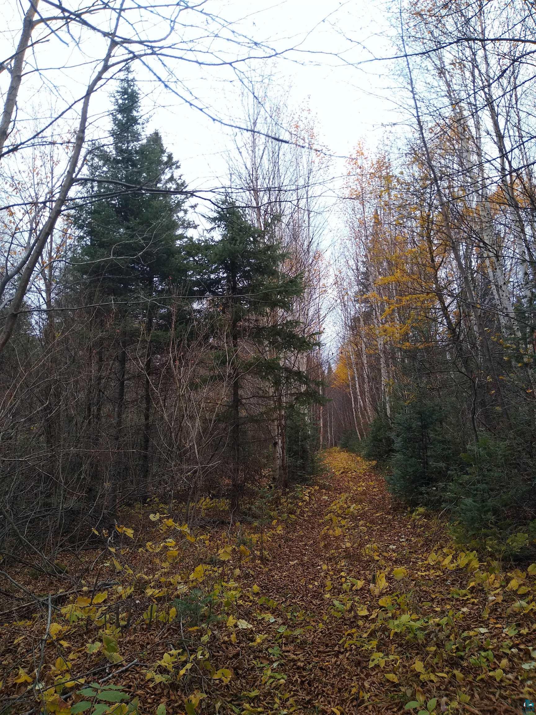 xxx Stony River Forest Rd, Isabella, MN 55607 Listing Photo  17