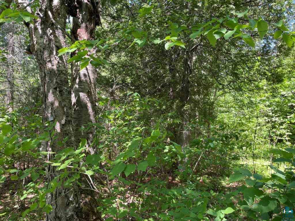 xxx Stony River Forest Rd, Isabella, MN 55607 Listing Photo  3