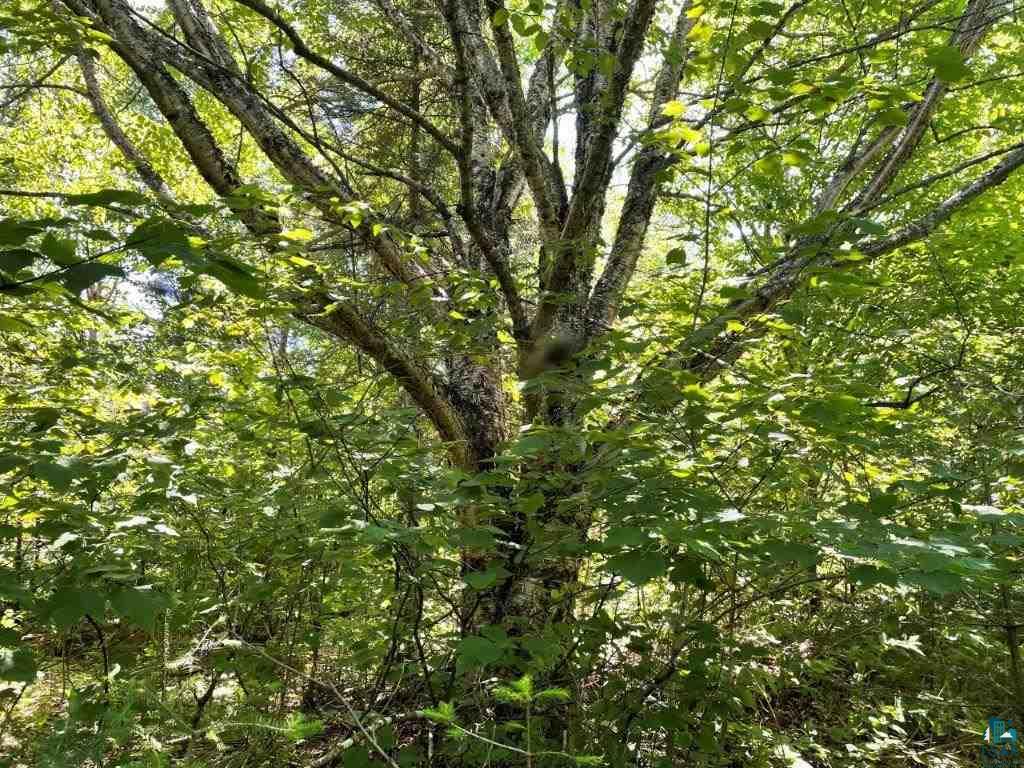 xxx Stony River Forest Rd, Isabella, MN 55607 Listing Photo  4