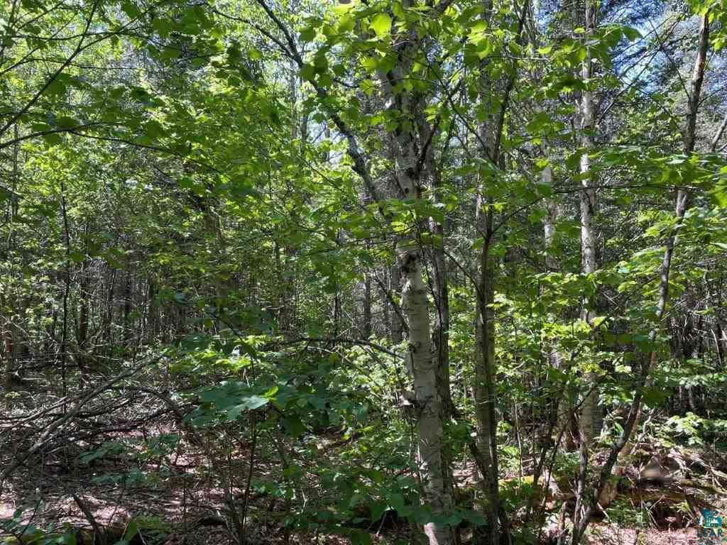 xxx Stony River Forest Rd, Isabella, MN 55607 Listing Photo  5
