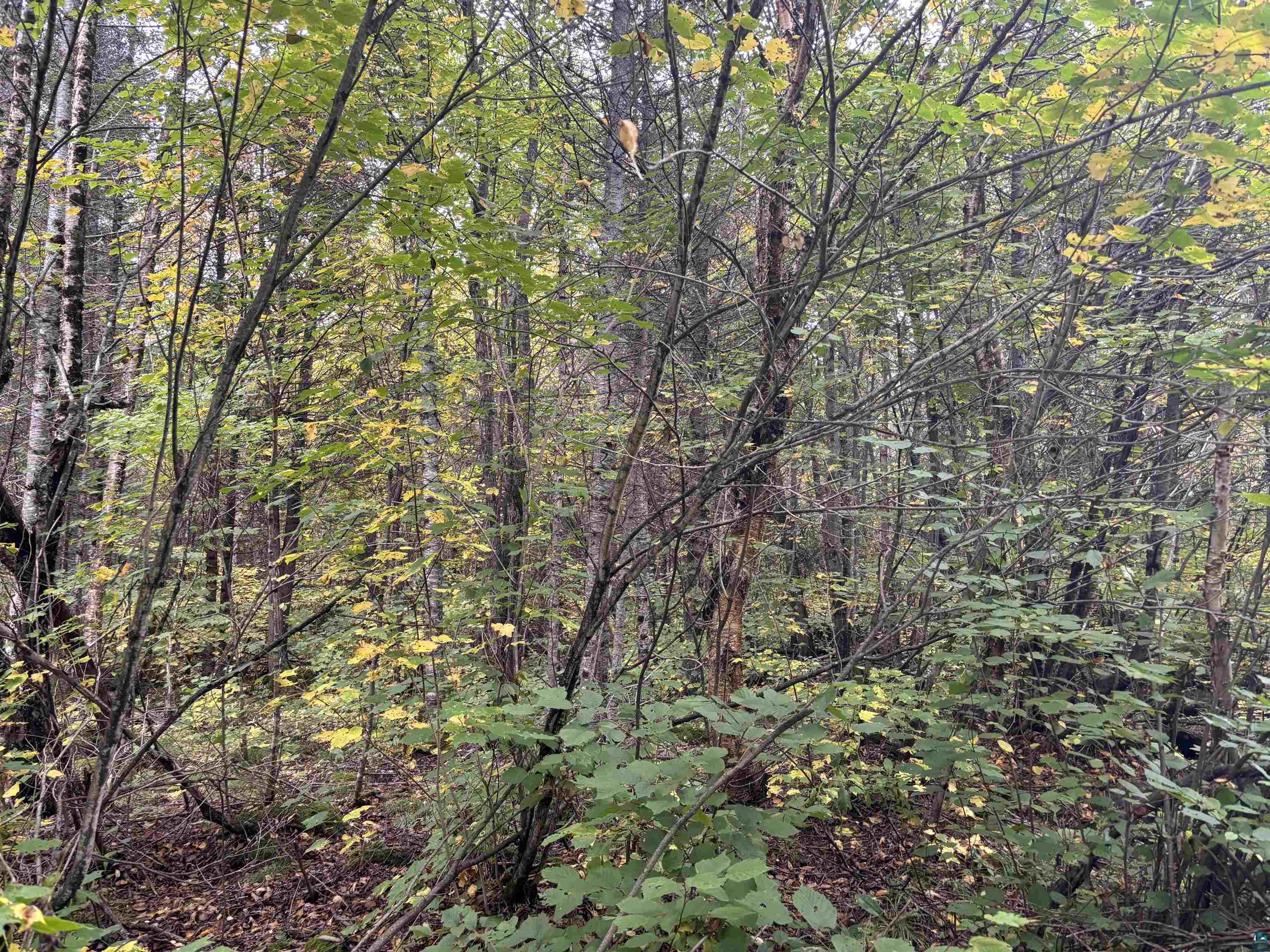 xxx Stony River Forest Rd, Isabella, MN 55607 Listing Photo  7
