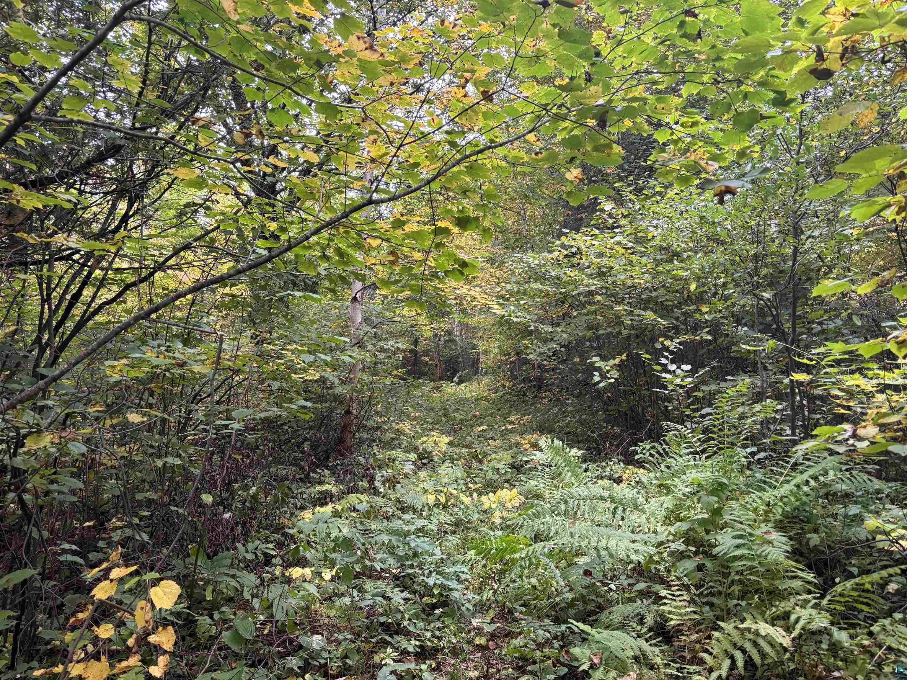 xxx Stony River Forest Rd, Isabella, MN 55607 Listing Photo  9