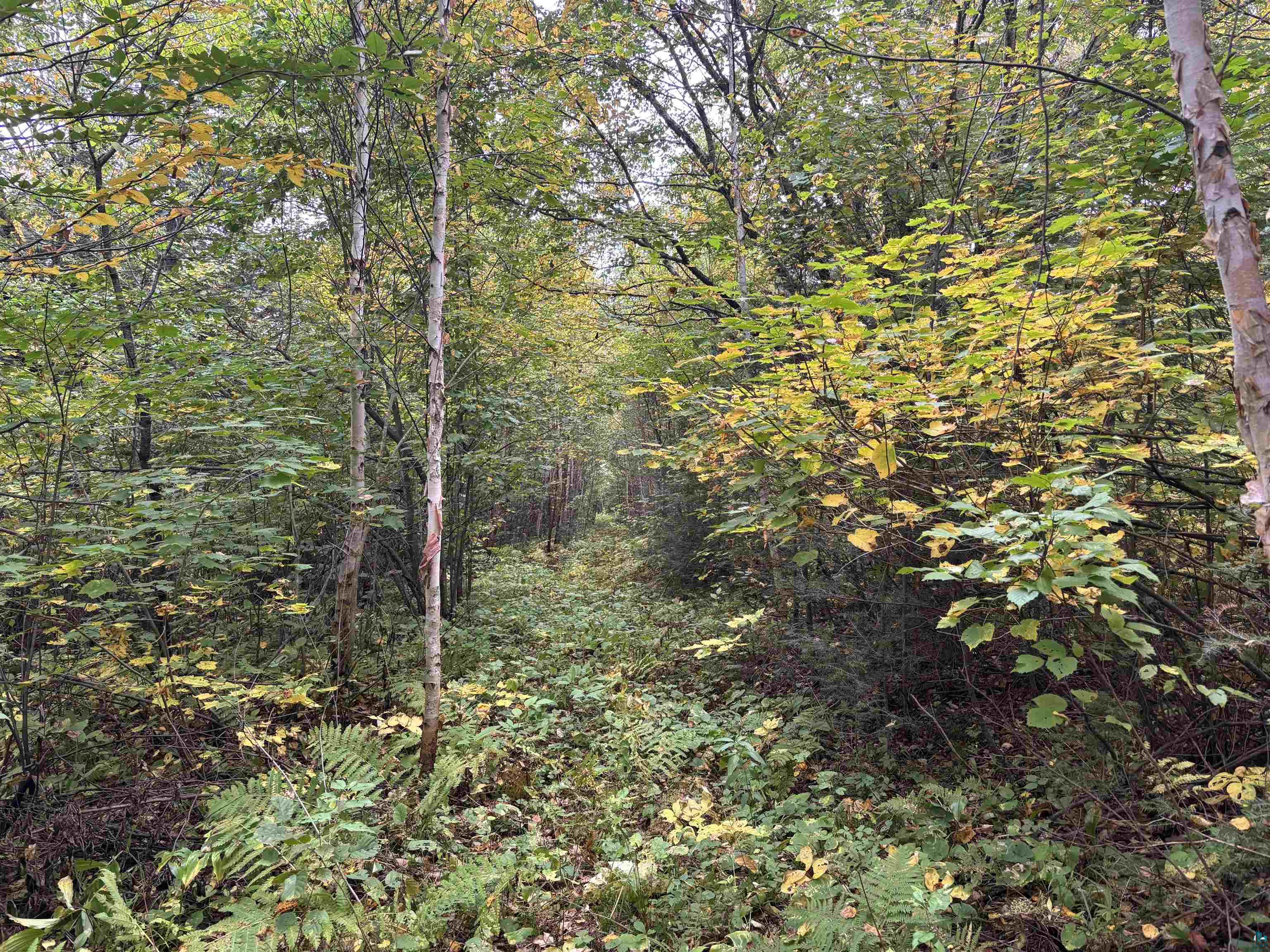 xxx Stony River Forest Rd, Isabella, MN 55607 Listing Photo  10