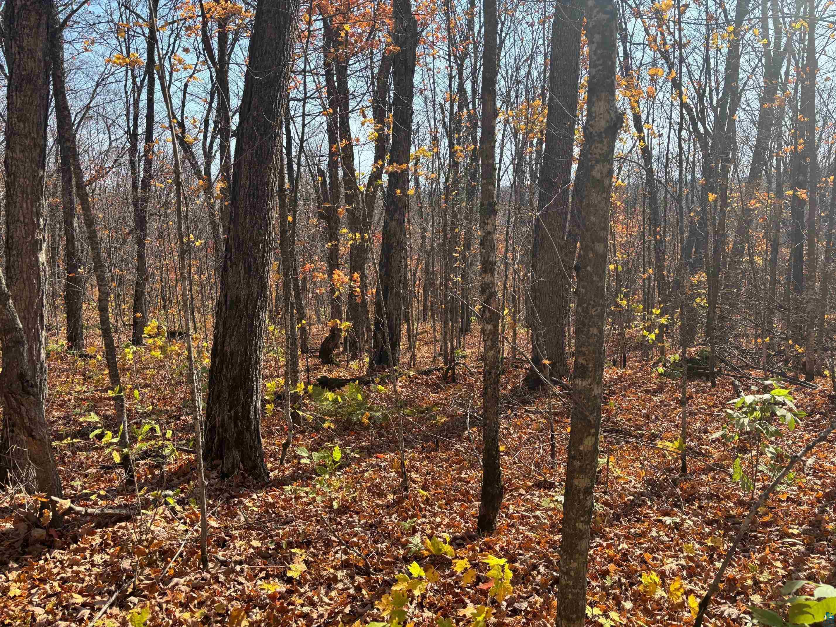 xx W Deeryard Lake Rd, Lutsen, MN 55612 Listing Photo  6