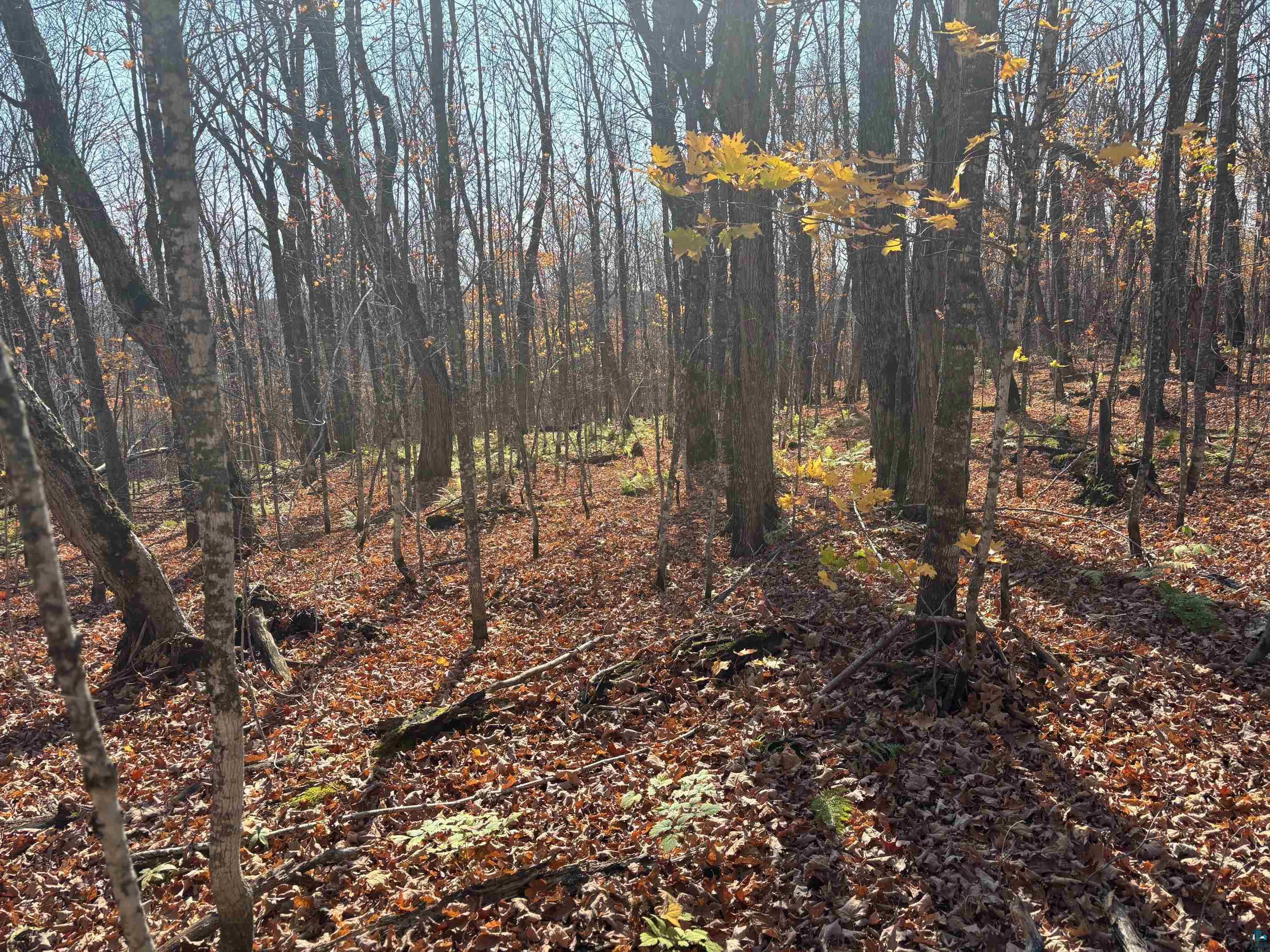 xx W Deeryard Lake Rd, Lutsen, MN 55612 Listing Photo  8
