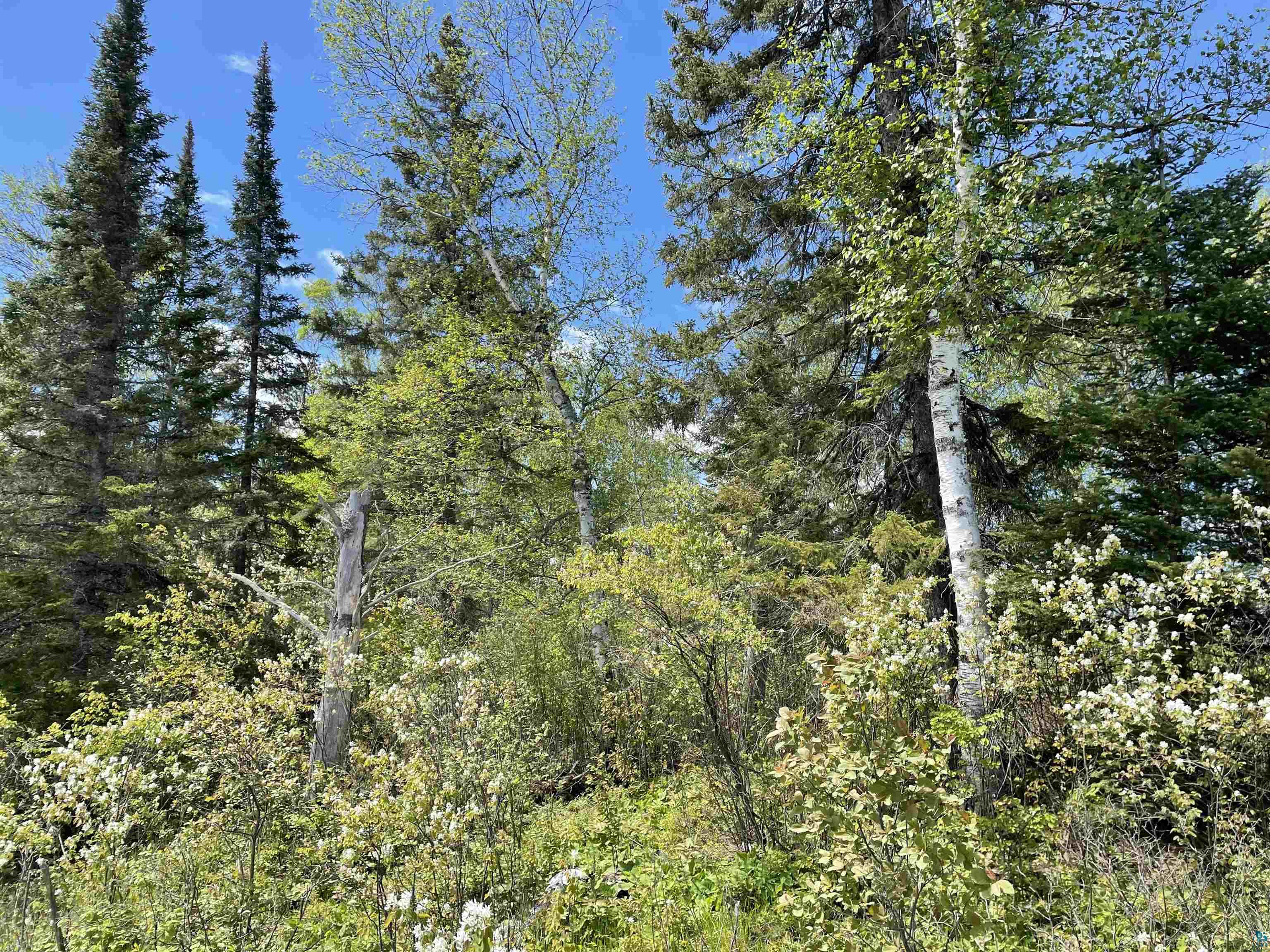 XXXX Murray Forest Rd, Ely, MN 55731 Listing Photo  3
