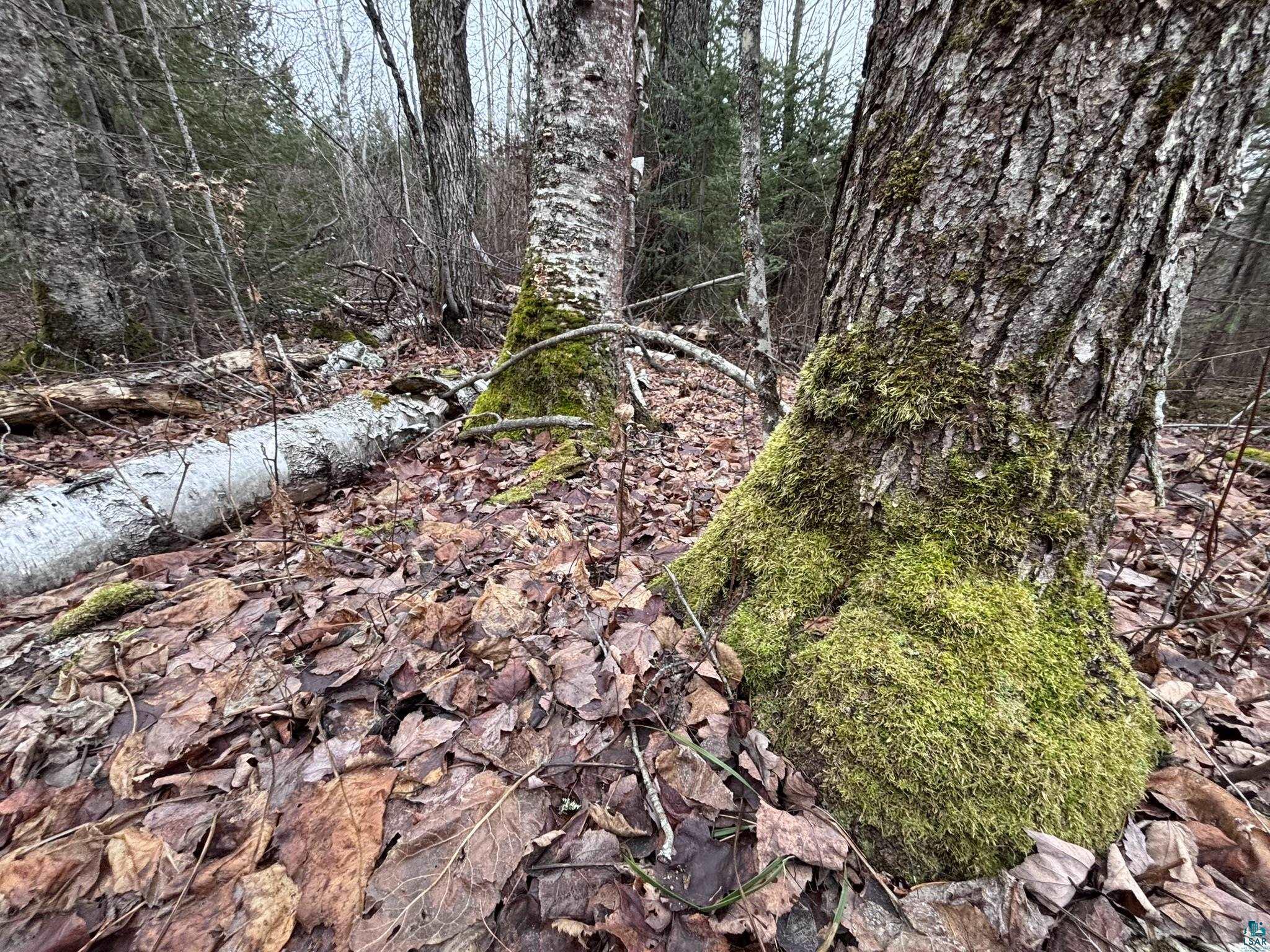 XXD Pine Peak Rd, Lutsen, MN 55612 Listing Photo  29