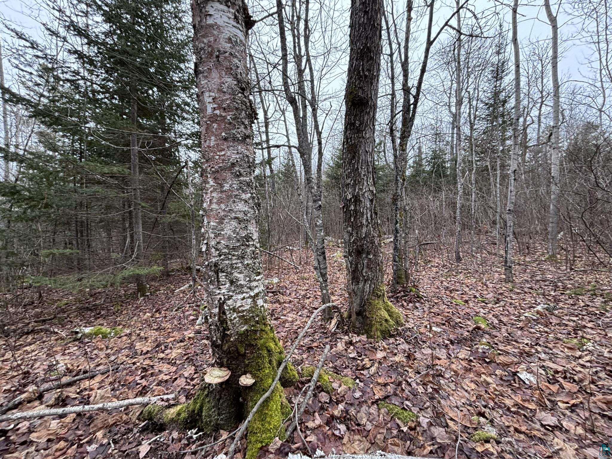 XXD Pine Peak Rd, Lutsen, MN 55612 Listing Photo  30