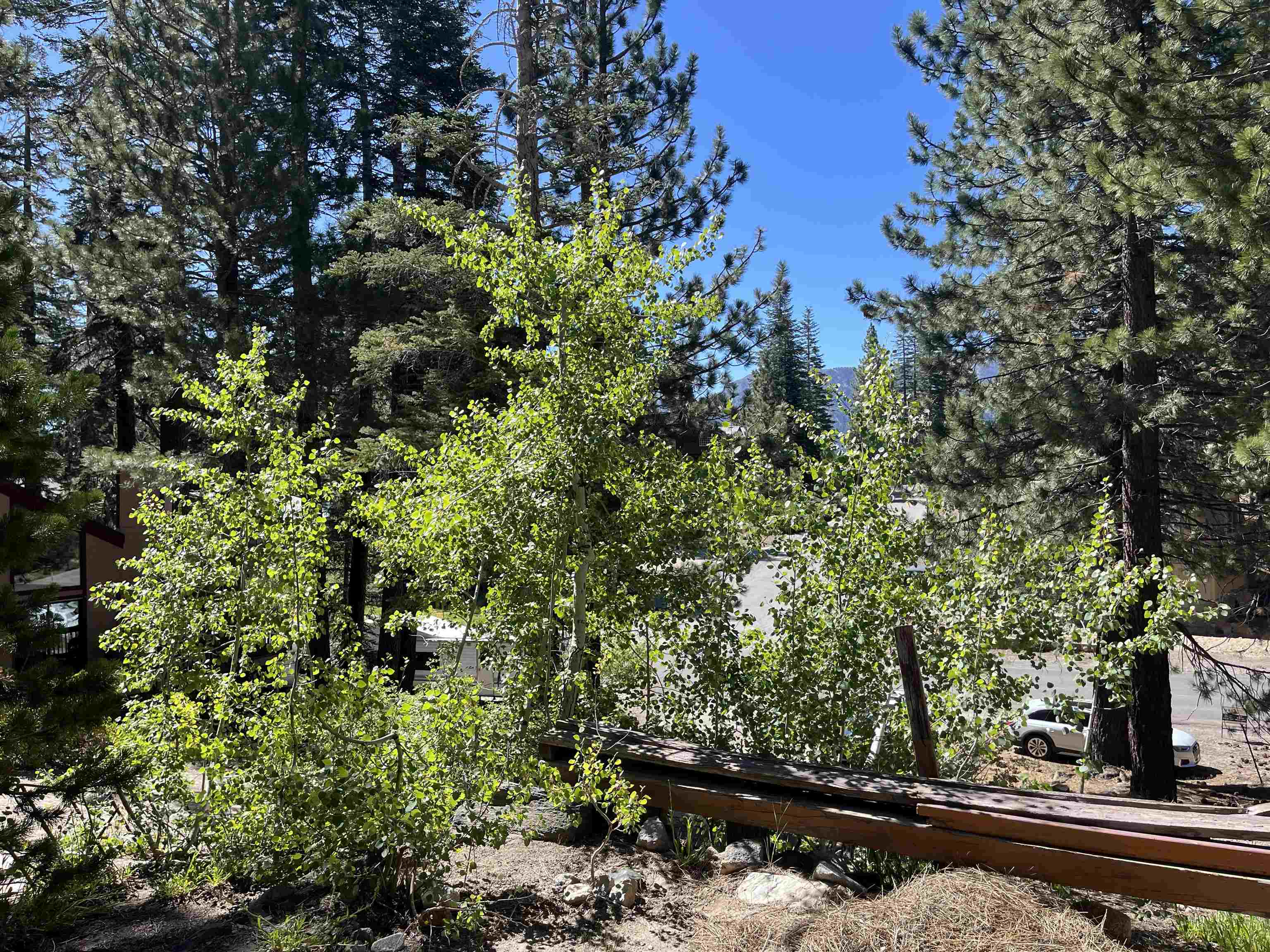 1360 Forest Trail