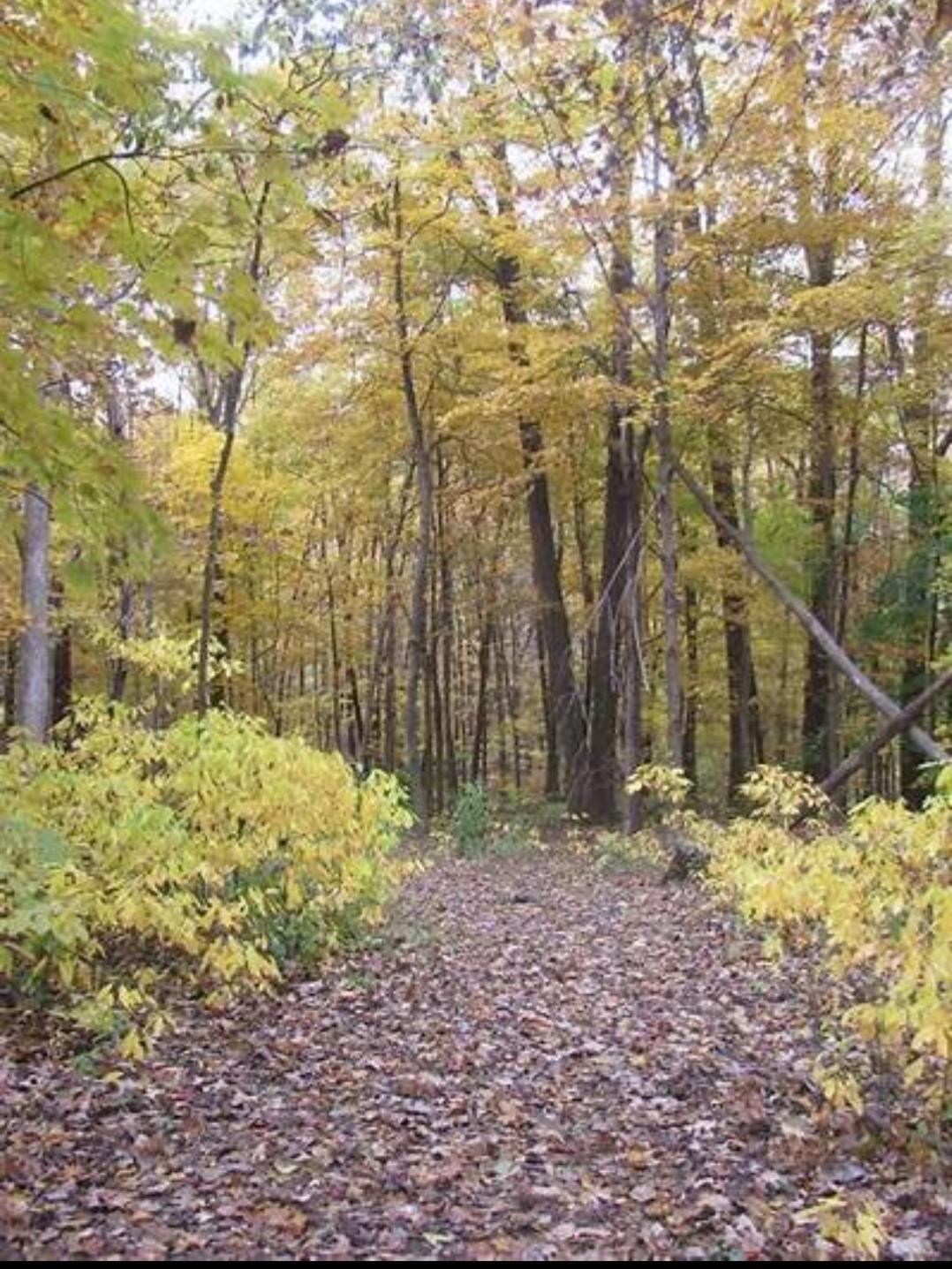 This buildable parcel offers the perfect blend of privacy and convenience—secluded and serene, yet just 10 minutes from Verona and 25 minutes to downtown Madison. Enjoy sweeping prairie views to the south and several stunning sites for year-round sunsets. The land is diverse and ideal for outdoor recreation of all kinds. All tillable acreage is currently enrolled in a CRP contract, providing $164.96 per acre in annual income.