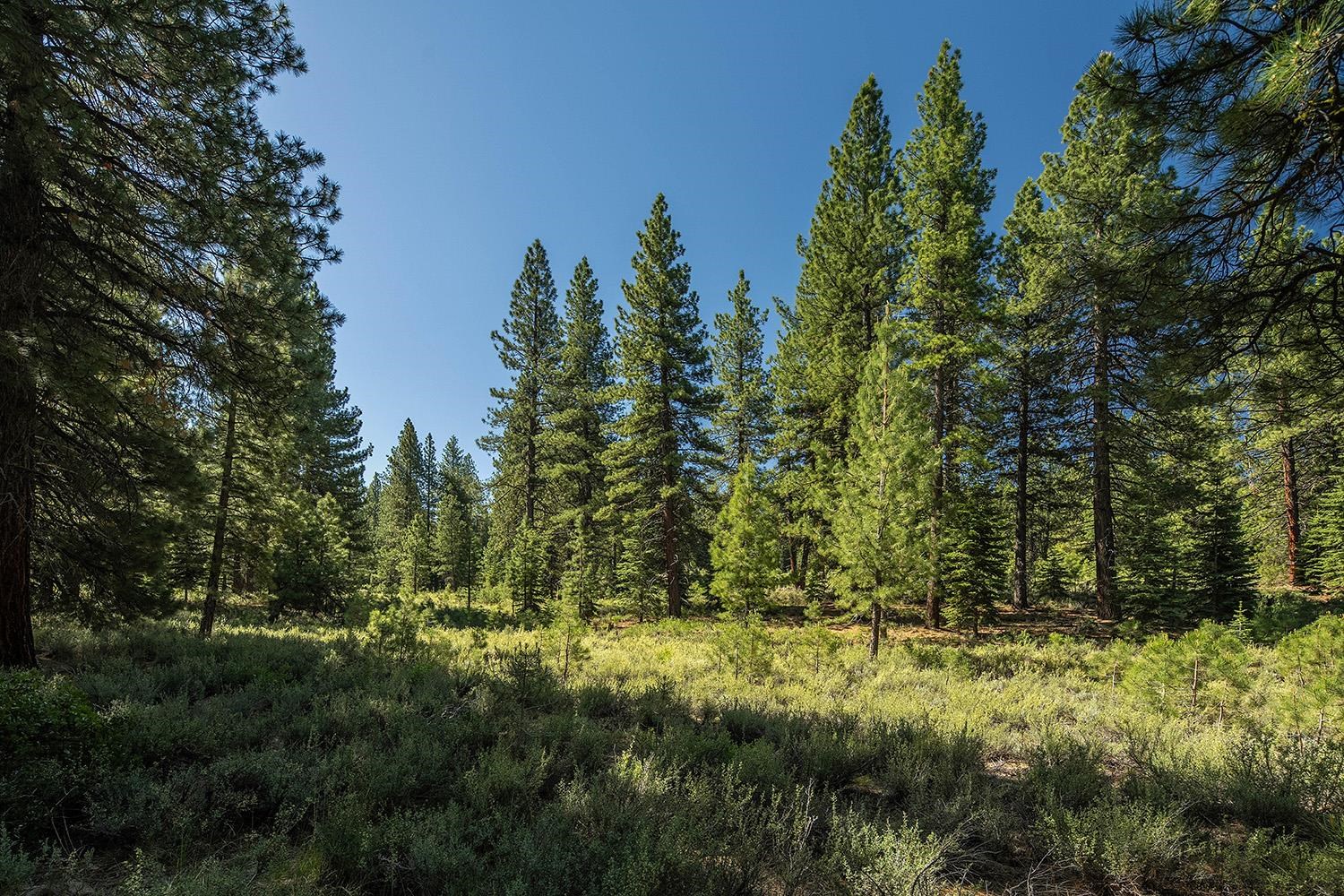 MLS #20240320 image #16