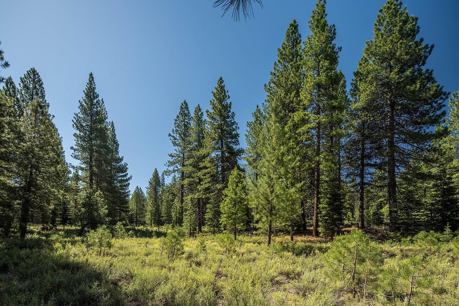 MLS #20240320 image #17