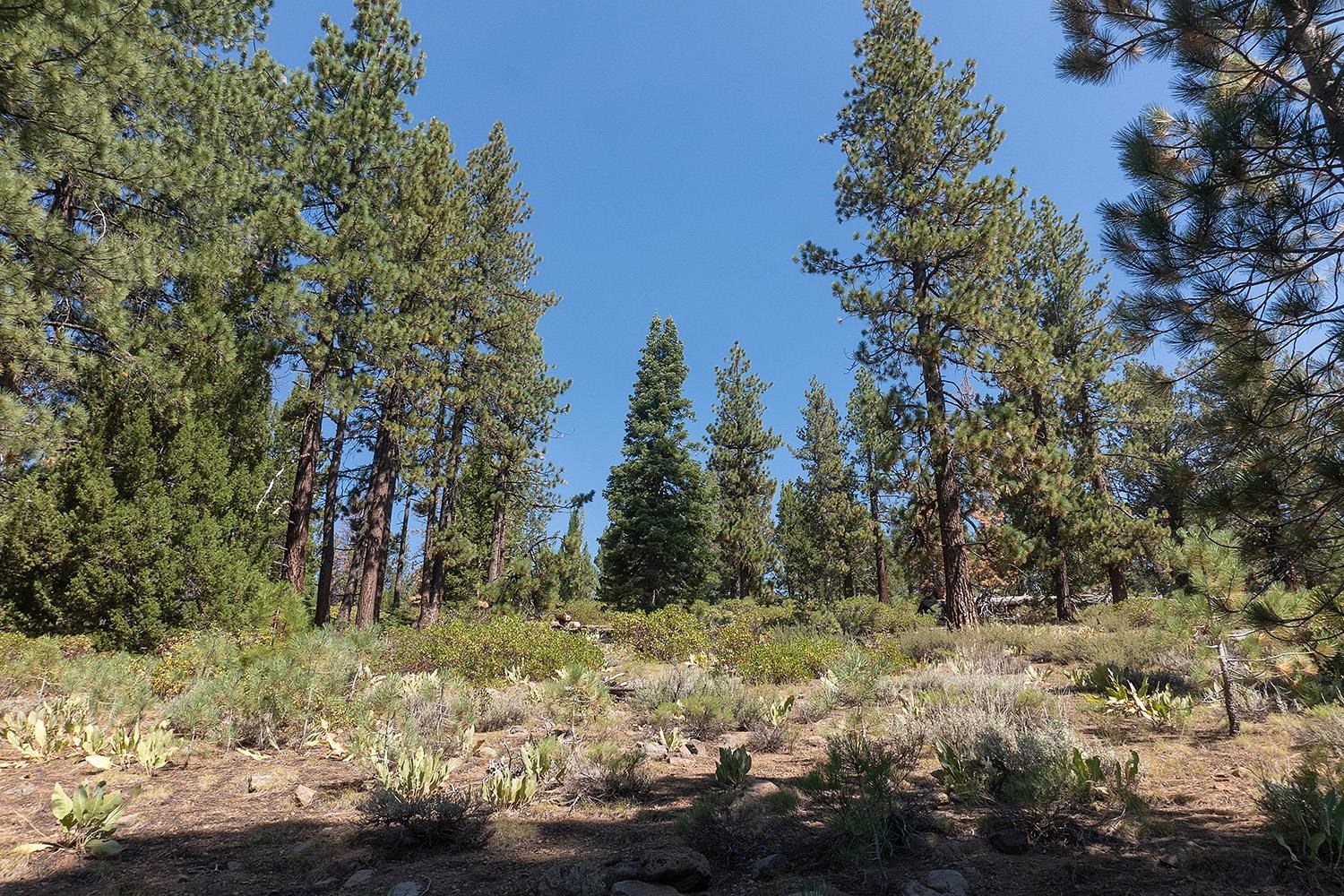 MLS #20241795 image #10